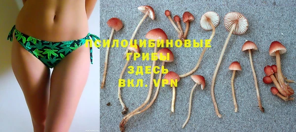 стафф Аркадак
